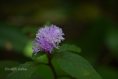Vernonia dalzelliana